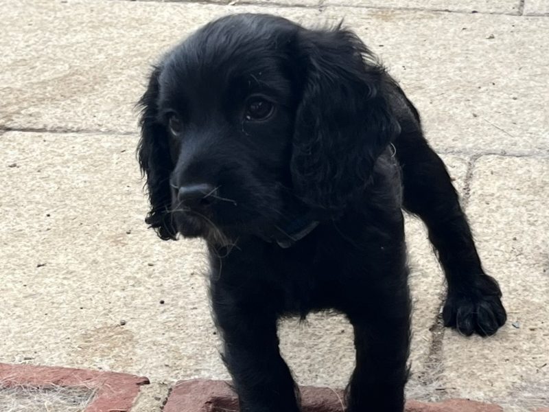 Fantastically well bred working cocker spaniels dog puppies image 6