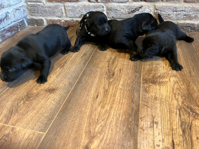 Most Beautiful Labrador Puppies image 3