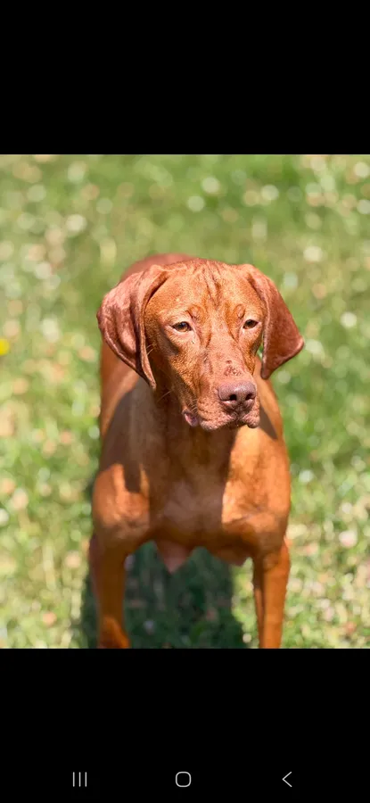 Hungarian vizsla puppies image 3