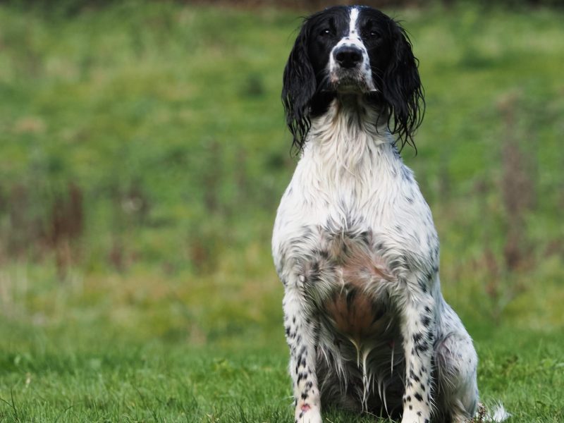 KC English Springer Spaniel puppies - heavily marked