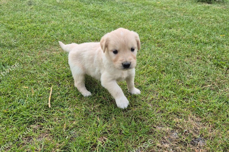 KC Golden Retrievers in Godstone image 5