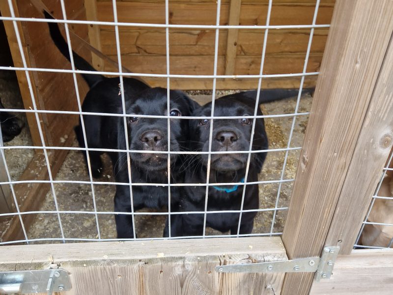 3 KC Labrador dog puppies