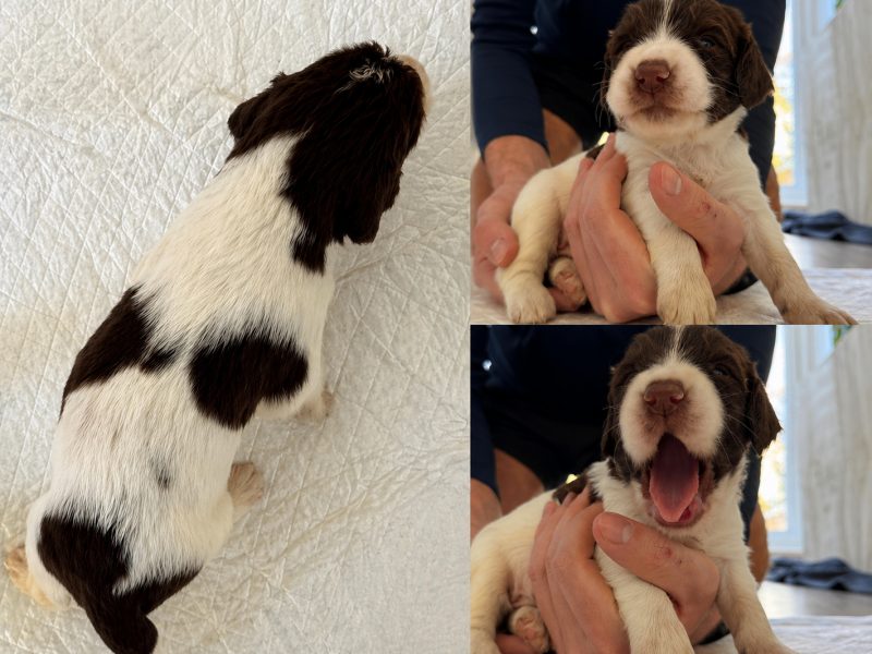 KC English Springer Spaniel puppies - heavily marked image 5