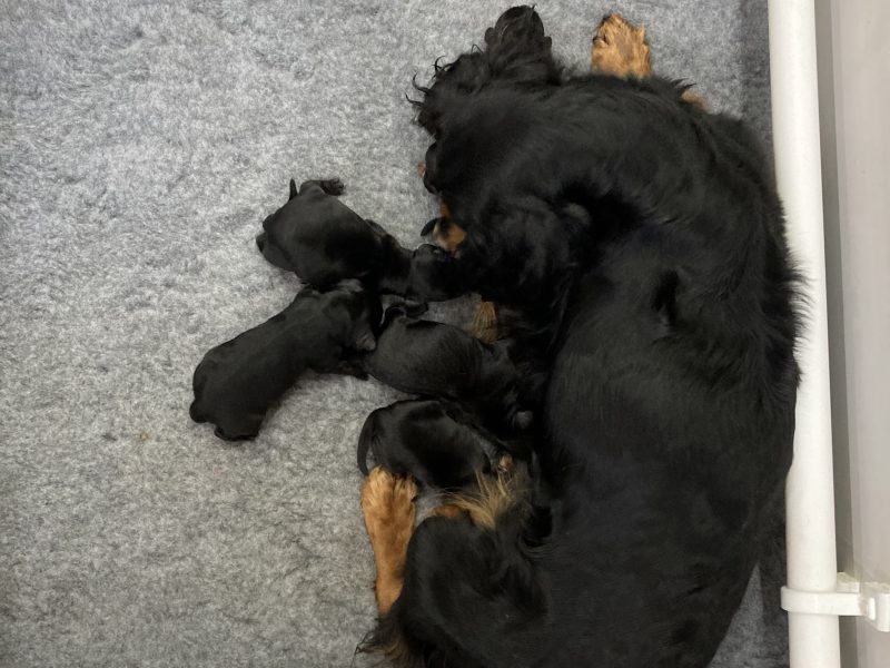 Beautiful registered cocker spaniels image 3