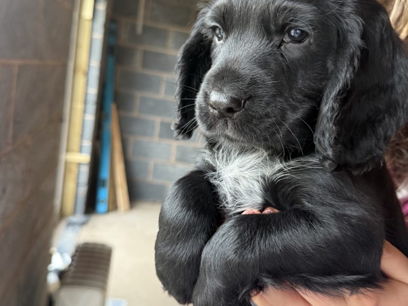 Cocker Spaniels image 1