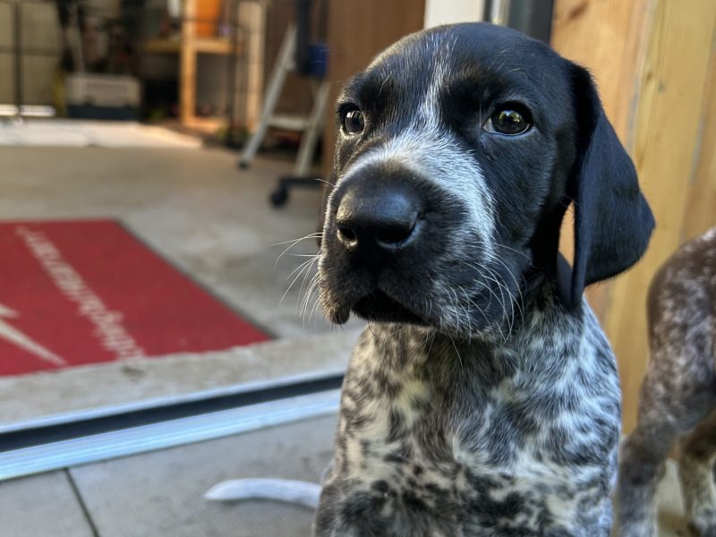 German Shorthair Pointer KC registered image 2