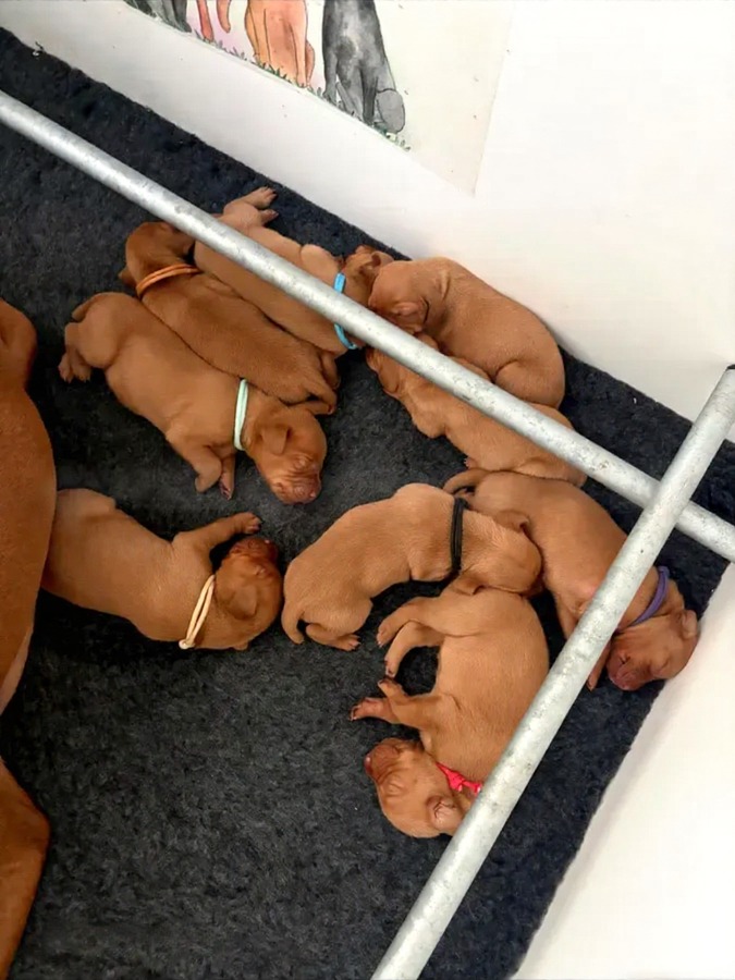 Hungarian vizsla puppies with Smooth hairs image 1