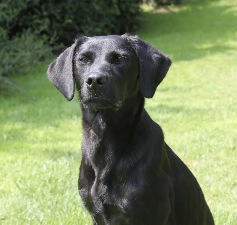 EXCEPTIONALLY WELL BRED PUPS FOR SALE image 4
