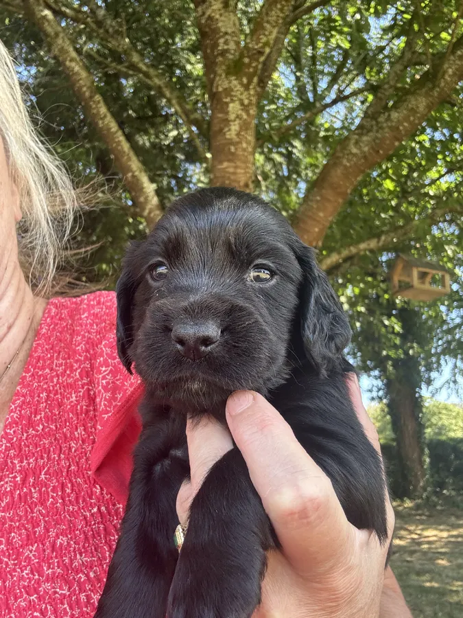 Outstanding litter of working cocker spaniel pups image 5