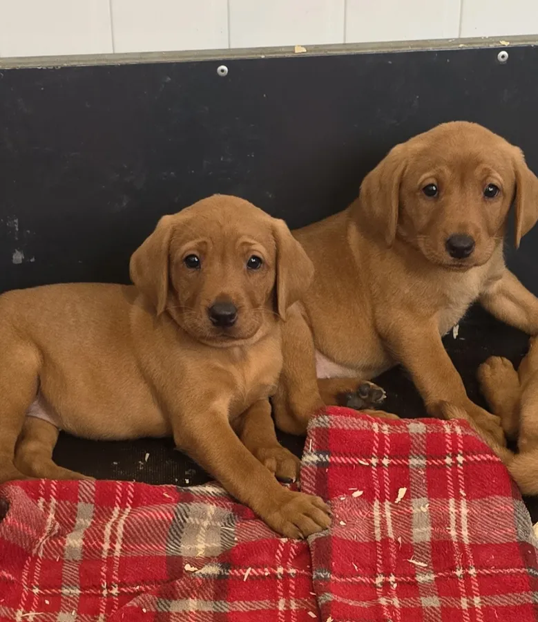 Kc reg Red labrador puppies