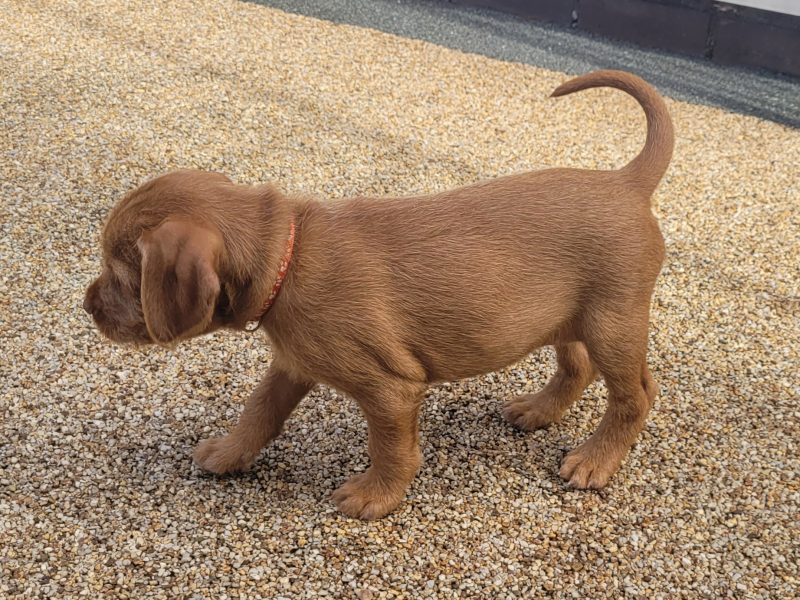 KC Registered Hungarian Wirehaired Vizsla image 3
