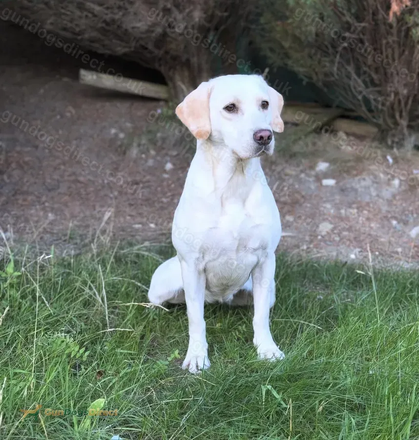 Yellow lab bitch (Fully Trained) image 4