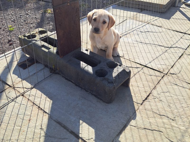 CHUNKY YELLOW KC REG PUPS image 1