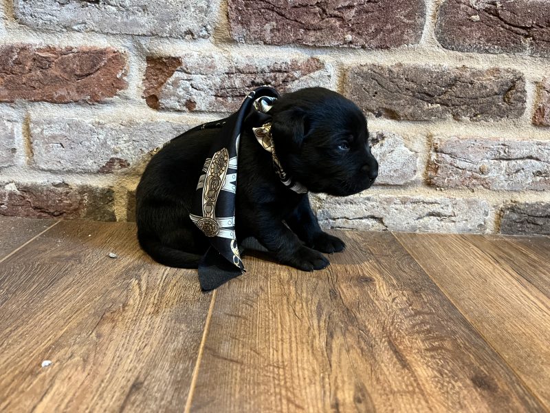 Most Beautiful Labrador Puppies