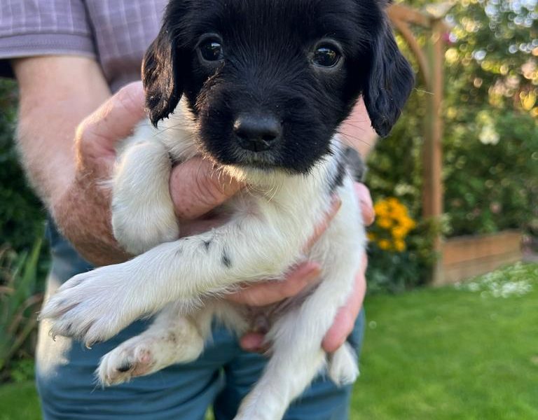 English springer spaniel pups image 5