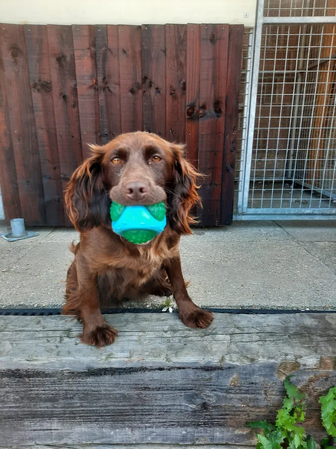 KC REG COCKER SPANIEL BITCH PUPPIES image 2