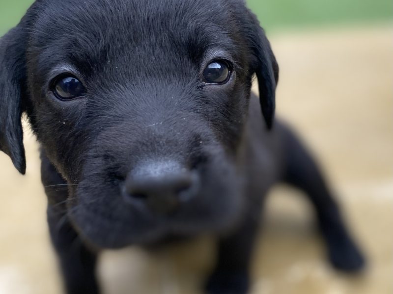 Black KC Labrador Puppies image 2