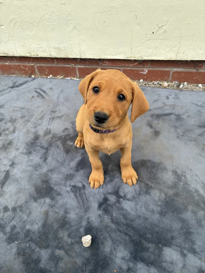 Fiorella Fantasticas Fox Red Puppies