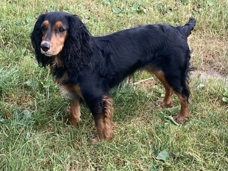 Beautiful registered cocker spaniels image 2