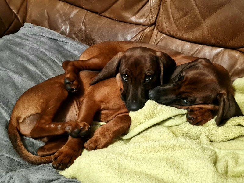 Bavarian mountain scent hound pupps image 3
