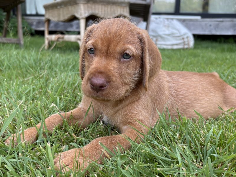 Stunning wire-hair vizsla x labrador puppy for sale image 4