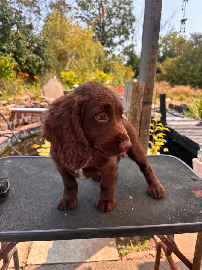Working cocker puppies image 2