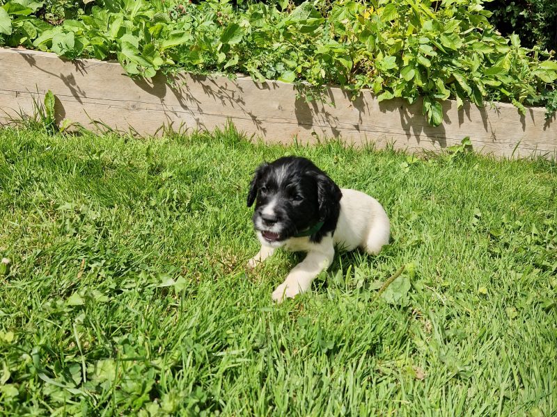 English Springer spaniels image 3