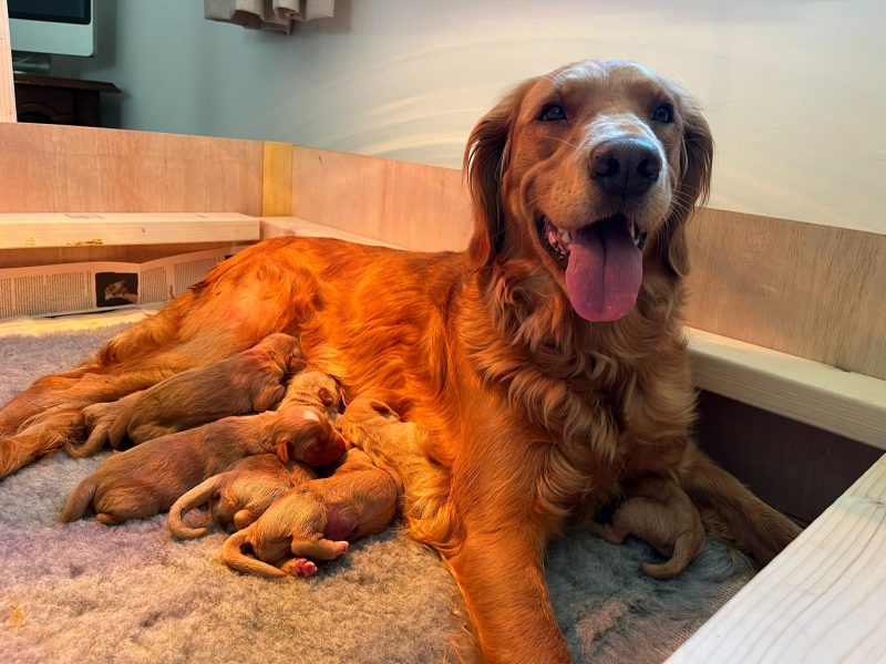 Working Golden Retrievers image 1