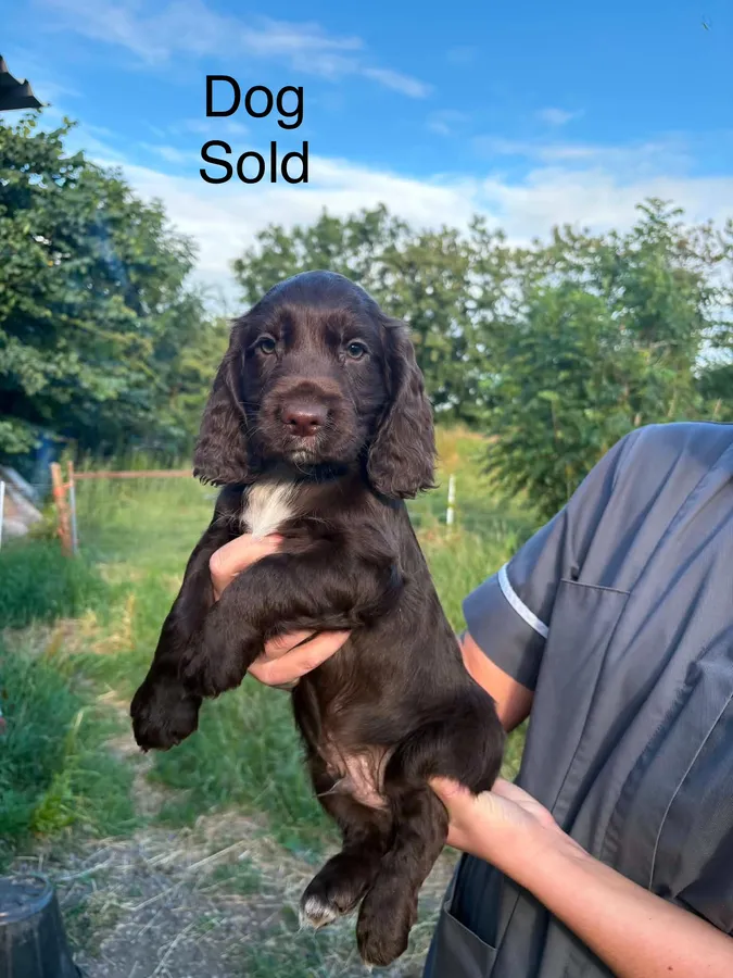 Working cocker puppies image 6