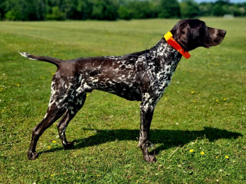 KC Registered GSP 19 Months Exceptional Working Lines image 3