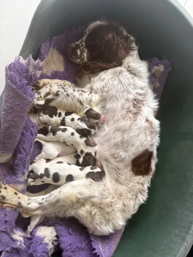 FT CH LINE PUPPIES FOR SALE