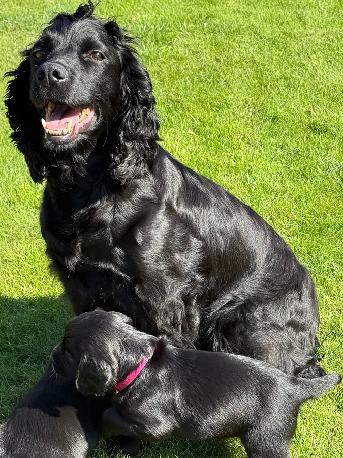 Working cocker spaniel pups image 4