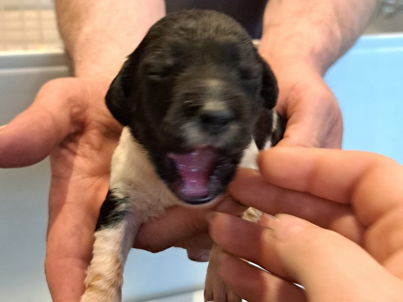 Stunning springer pups image 4