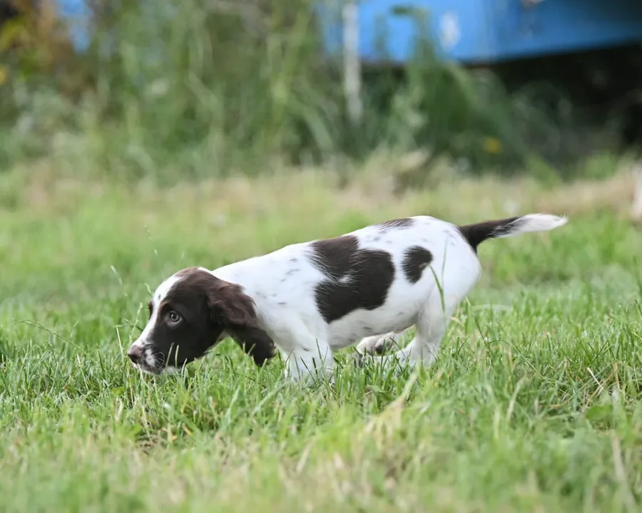 Excellent quality kc springer spaniel pups image 5
