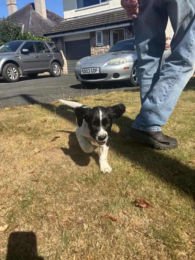 English Springer Spaniel puppies image 3