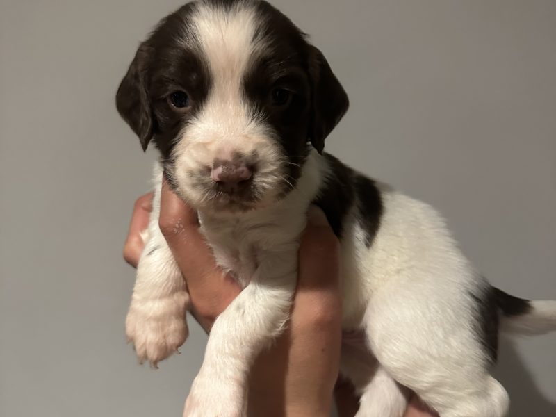 Kc registered English springer spaniels image 5