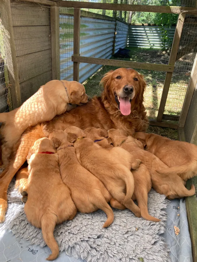 Gorgeous golden retriever puppies image 4