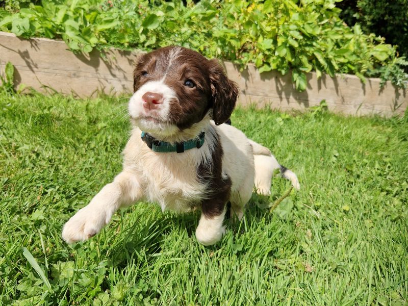 English Springer spaniels image 4
