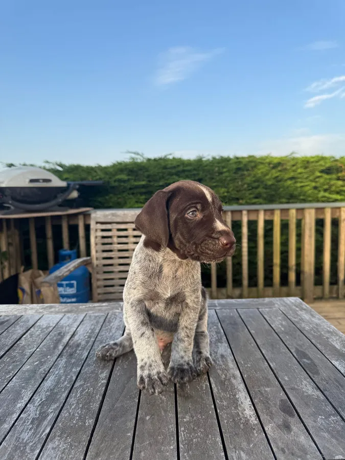 German Wirehaired Pointer Puppies image 2