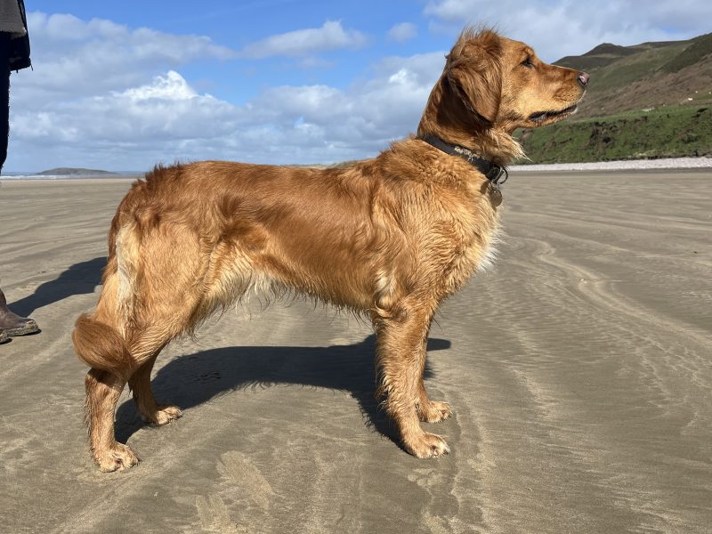 Working Golden Retrievers image 2