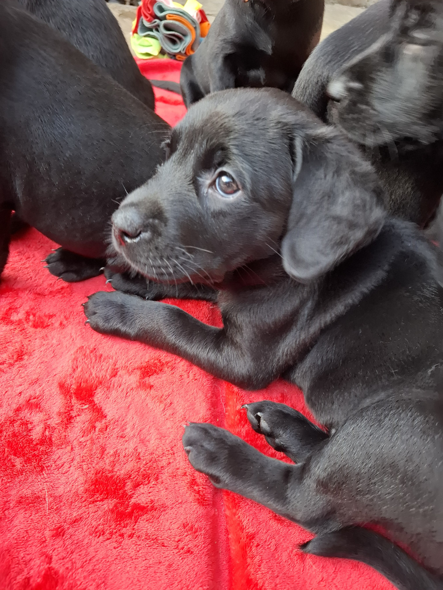 Beautiful Black Labrador Puppies image 8