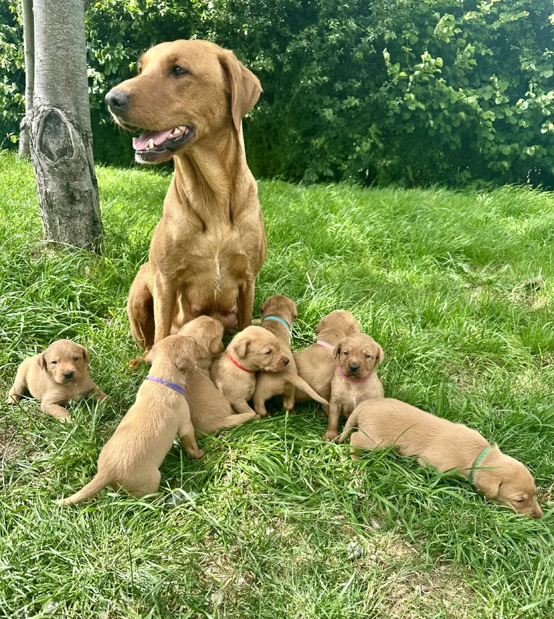 Fiorella Fantasticas Fox Red Puppies image 2