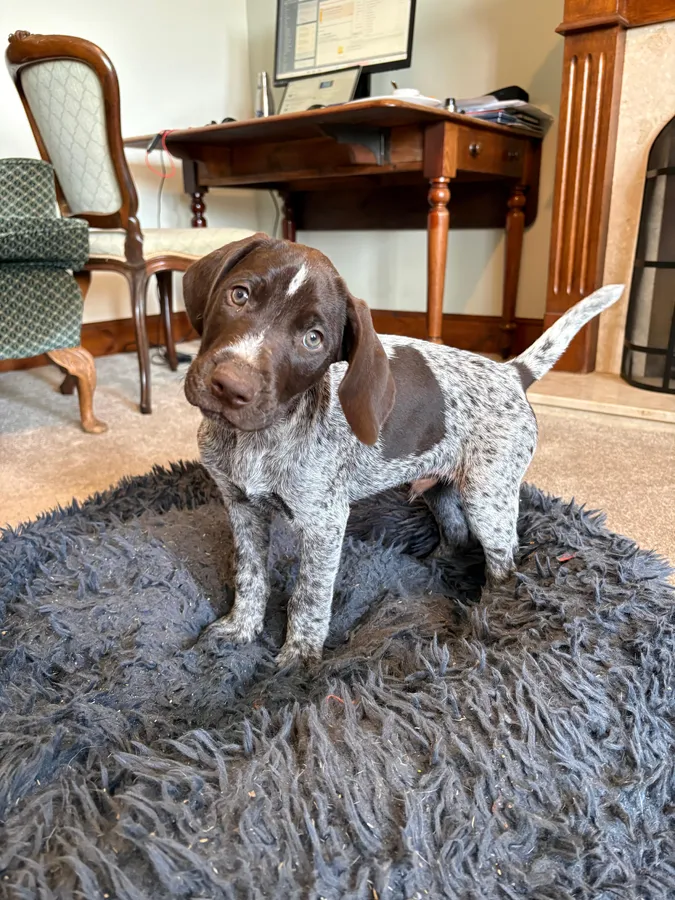 German Wirehaired Pointer Puppies image 3