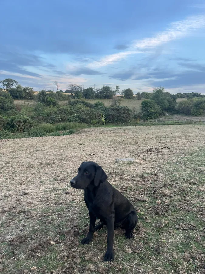 Black Lab Bitch image 2