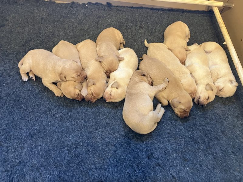 3 yellow boy puppies remaining image 3