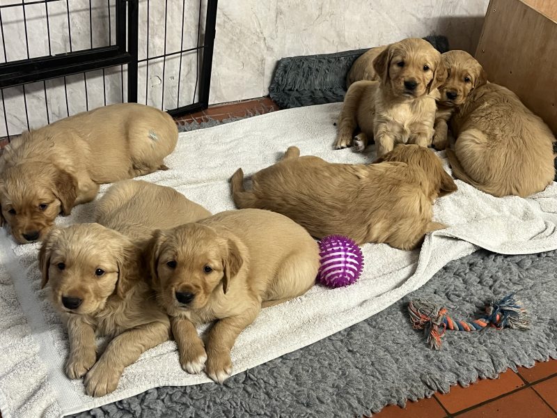 Working Golden Retrievers image 4