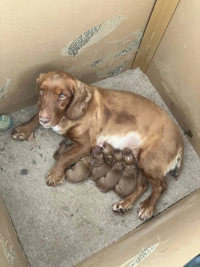 Working cocker spaniel pups for sale image 4