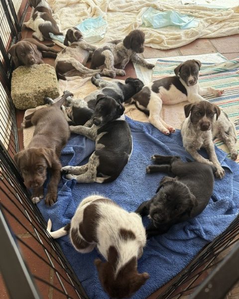 GWP X WEIMSKY puppies for sale image 2
