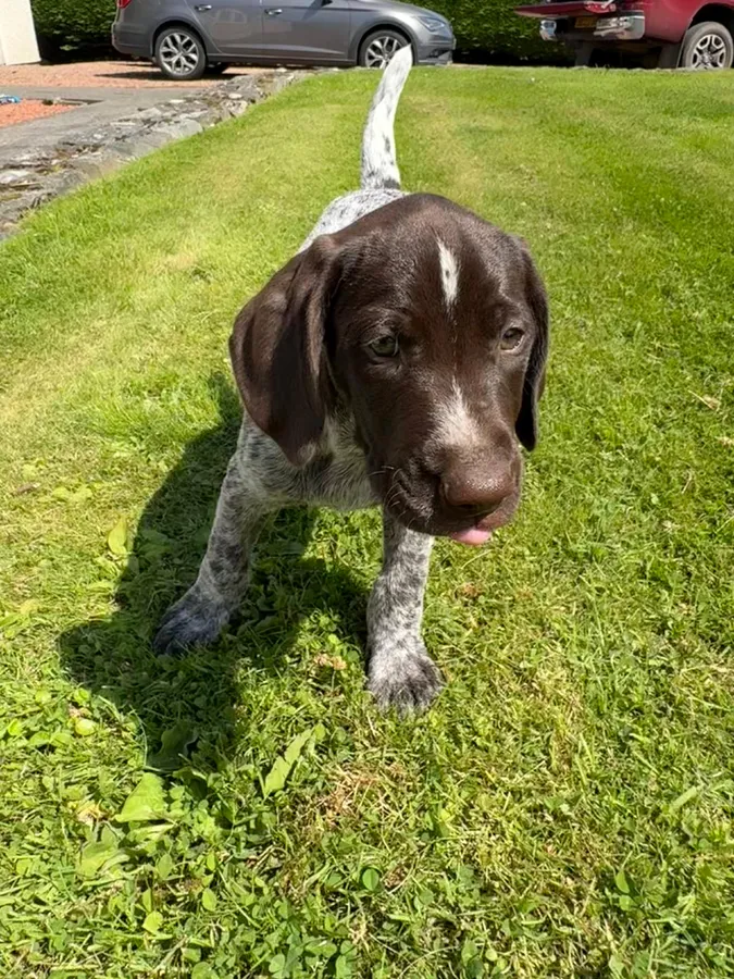 German Wirehaired Pointer Puppies image 4
