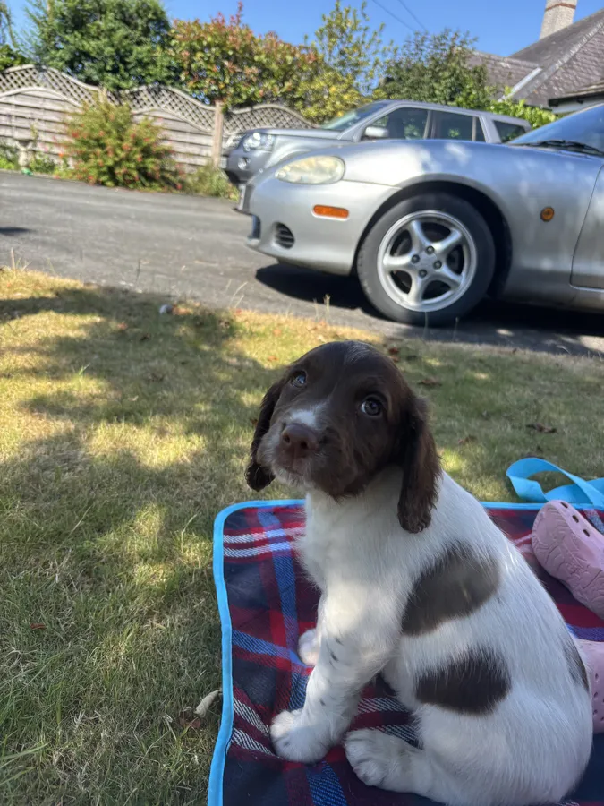 English Springer Spaniel puppies